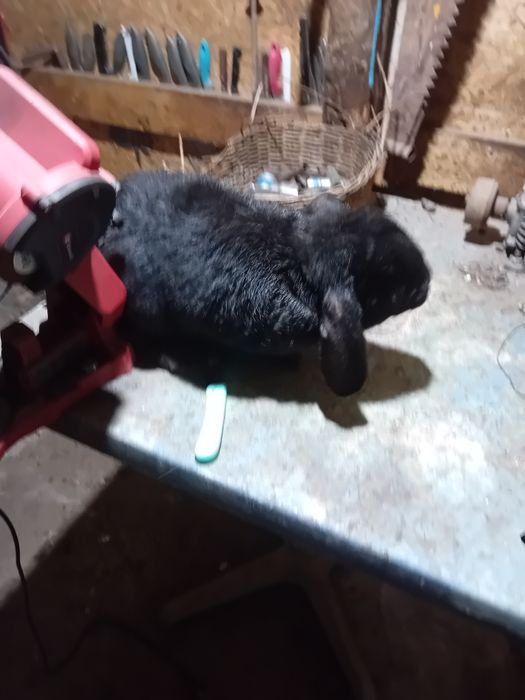 Iepuri diferite rase