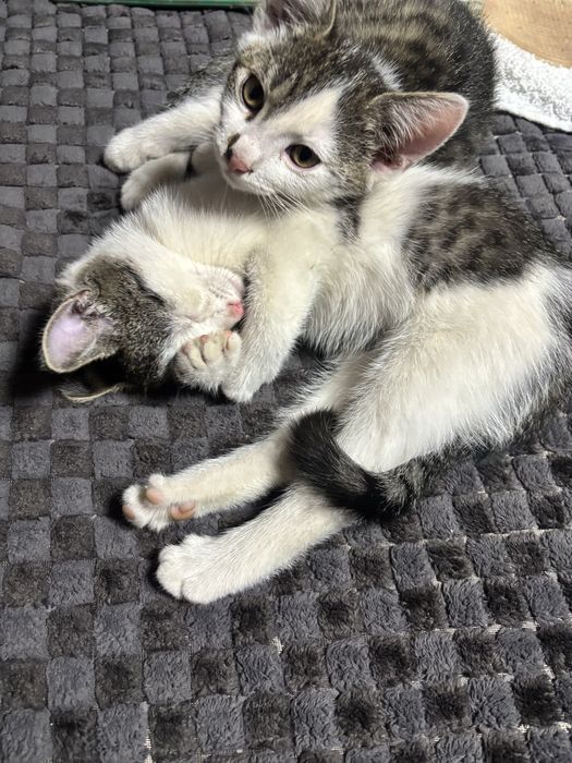 Pisici spre adoptie
