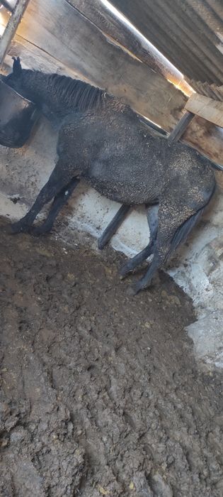 Продам тай с откорма ургаши