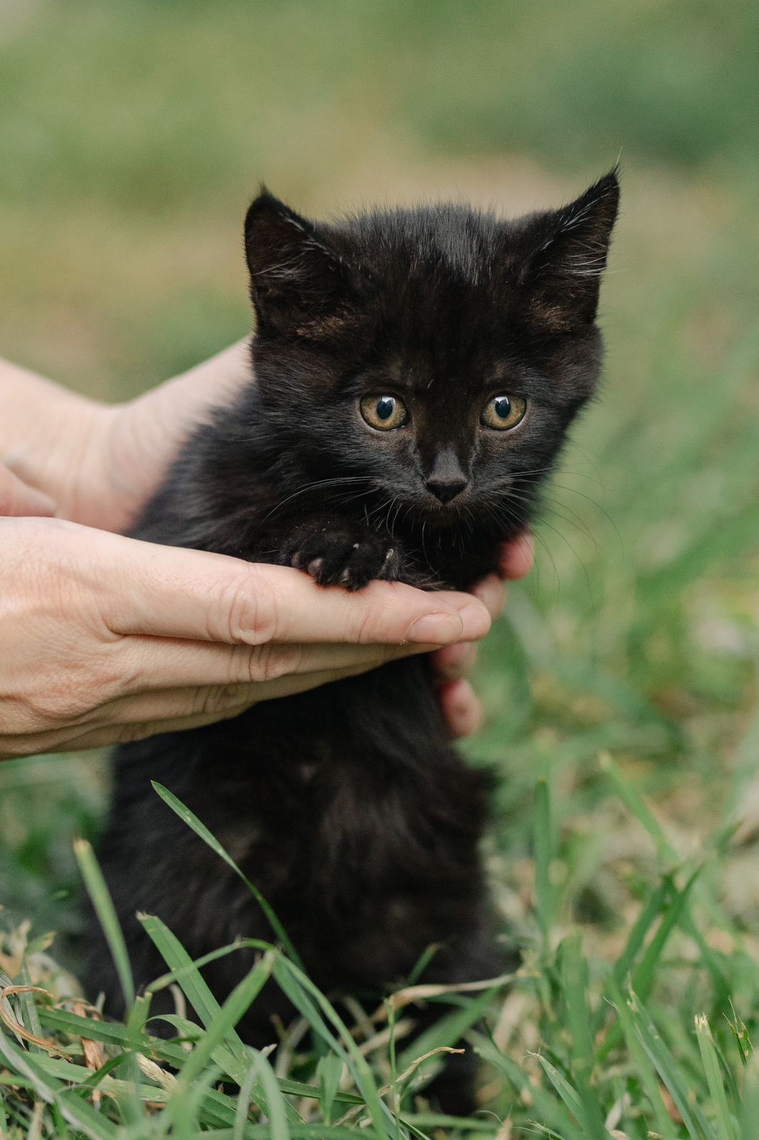 Котята ищут любящую семью