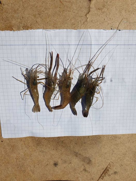 Hrana proaspata (creveti) pentru pesti exotici si de apa sarata