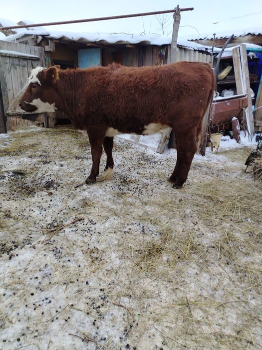 1.5 жасар тайынша