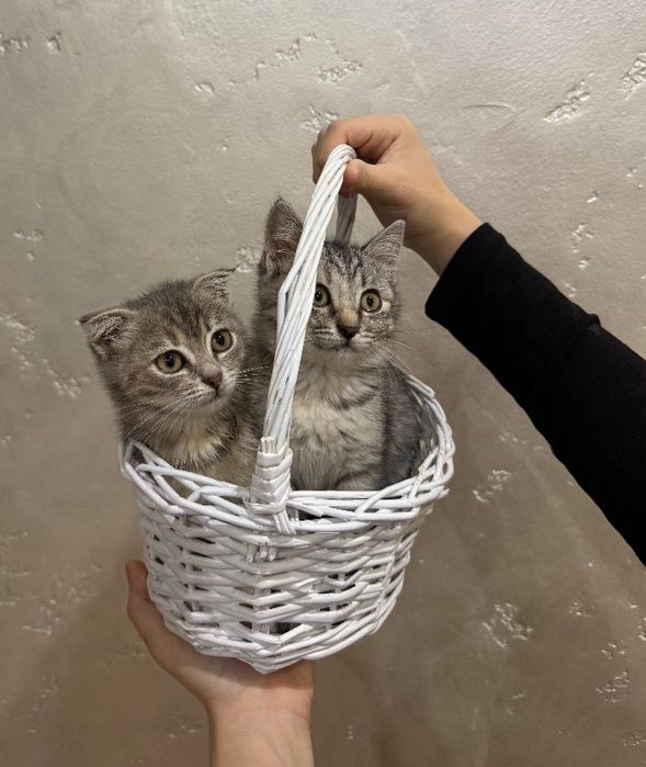 Отдам даром 2 пародистых котят