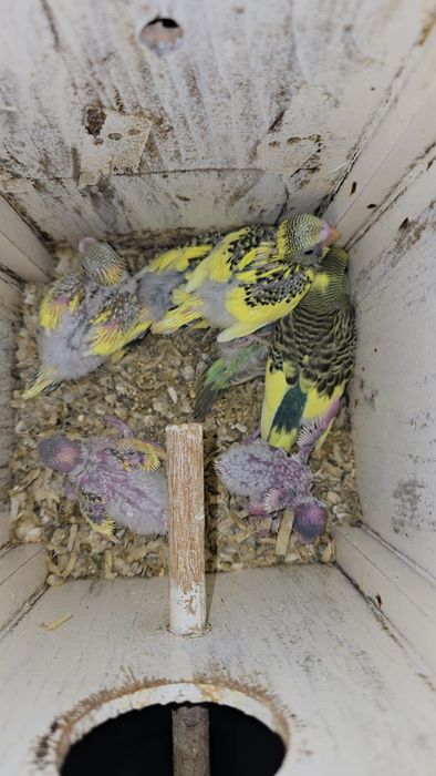 Papagali de crescătorie