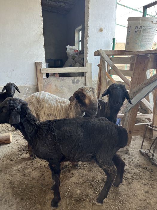 Қошқар тоқты 11 бас еркек барлығы