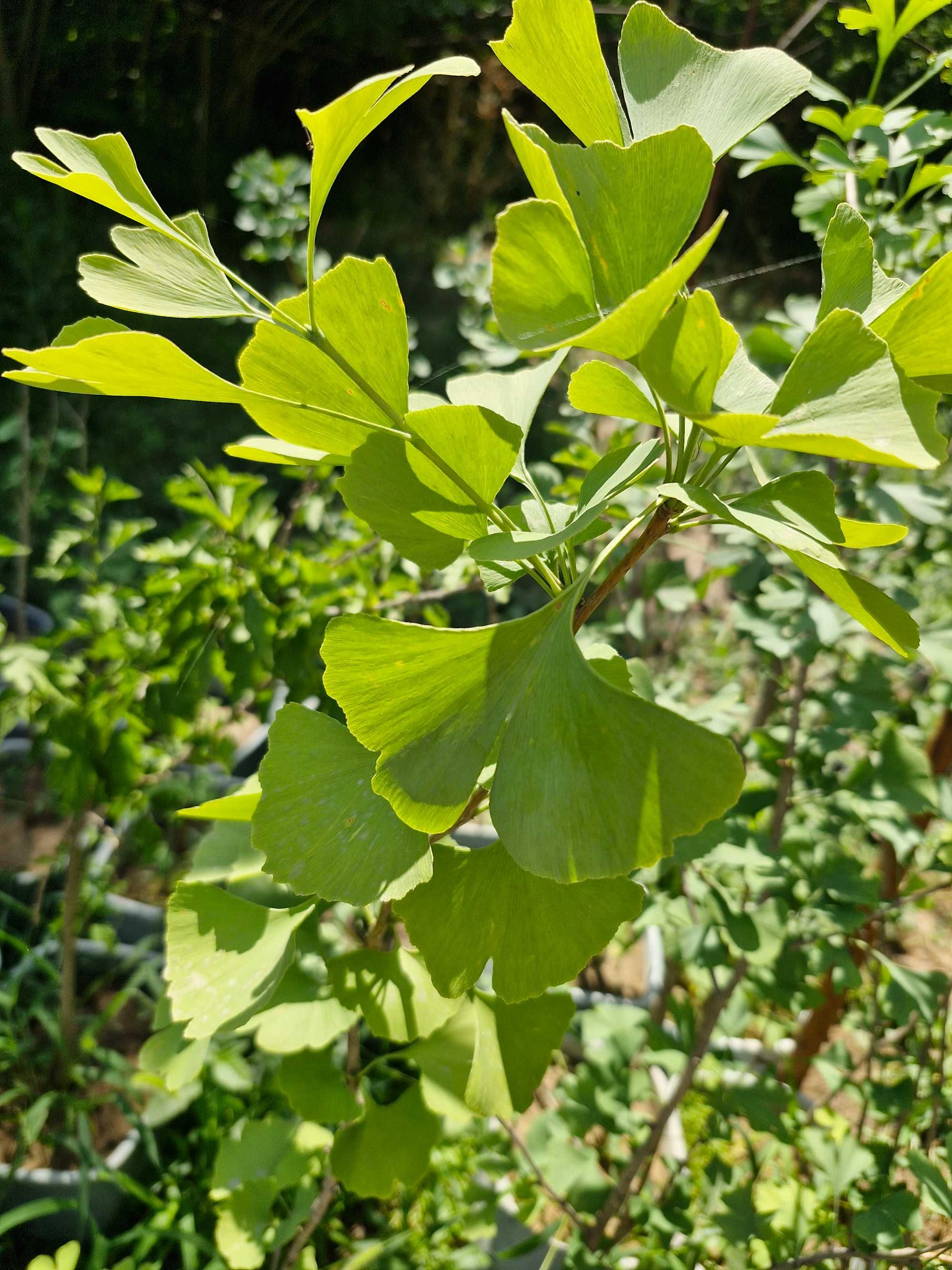 Гинкго двулопастный (лат. Ginkgo biloba)