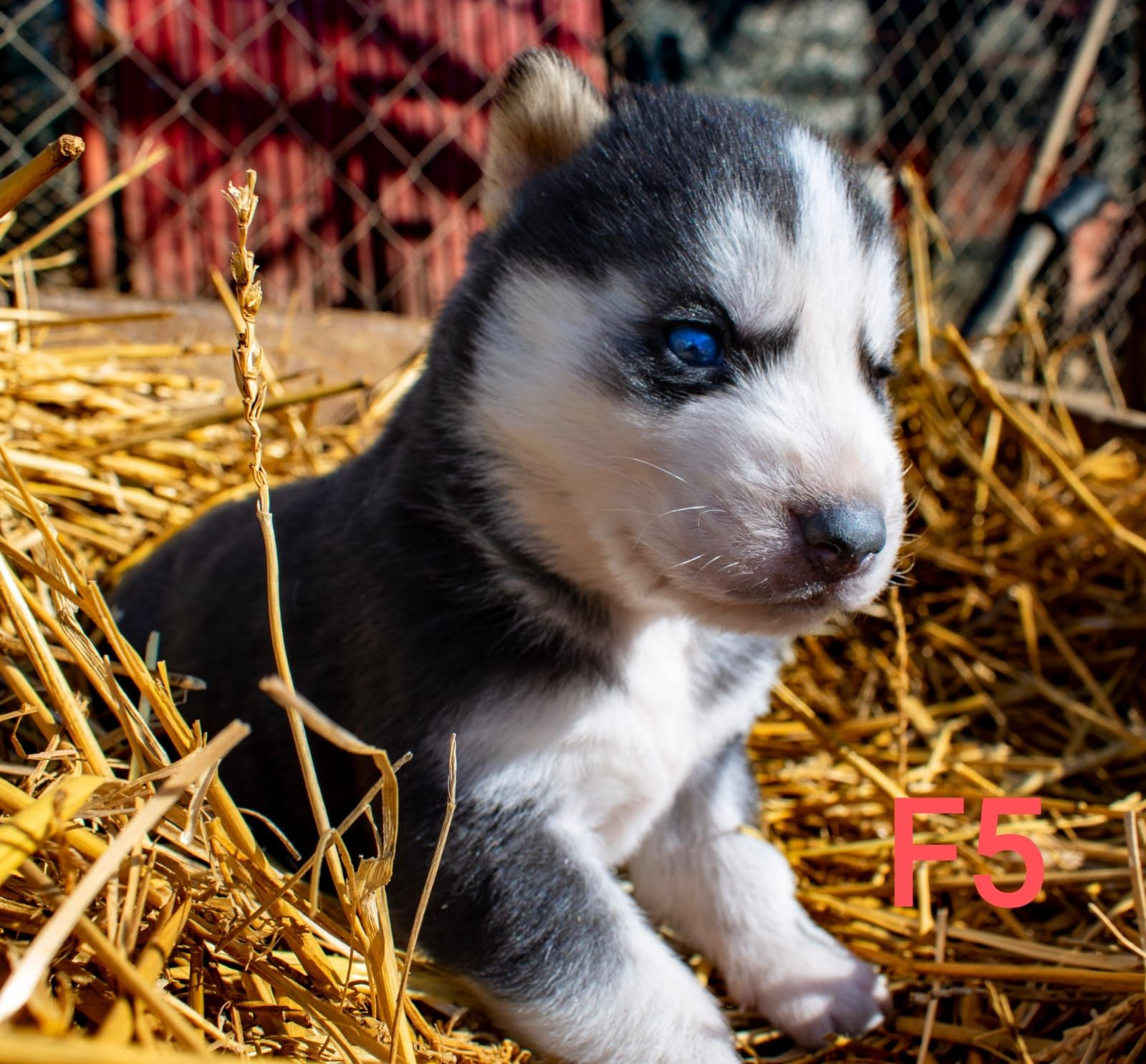 Pui Husky Siberian