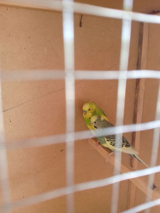 Qushlar sotiladi qafasi bilan