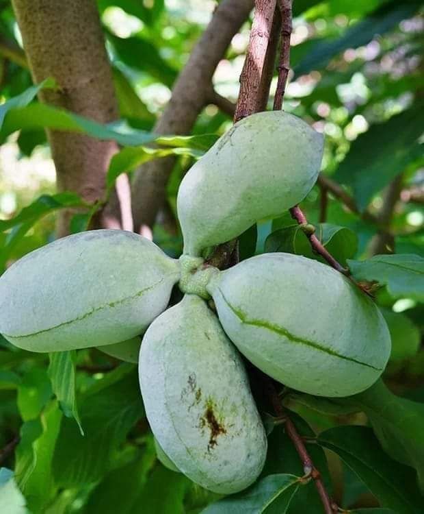 Altoit paw paw - banana nordului la ghiveci