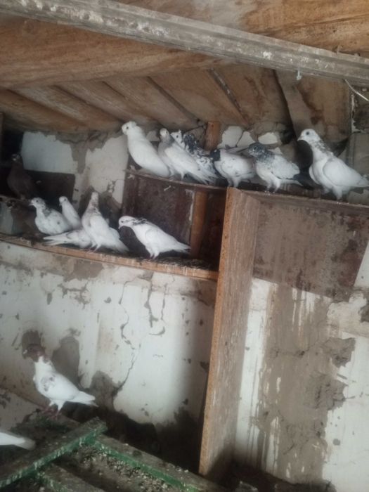 Бакинцы разные молодёжь