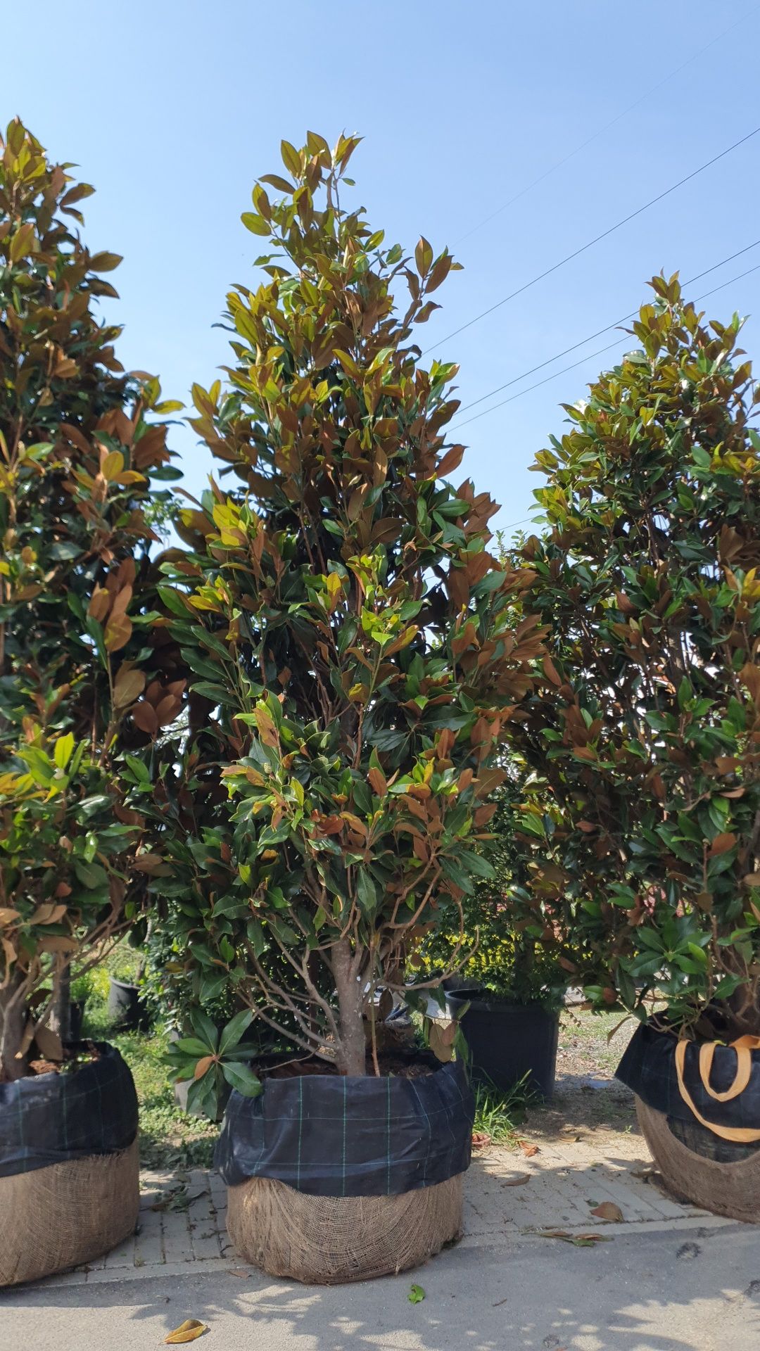 Magnolia Grandiflora