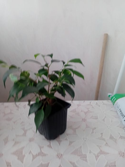 Продам цветы комнатные
