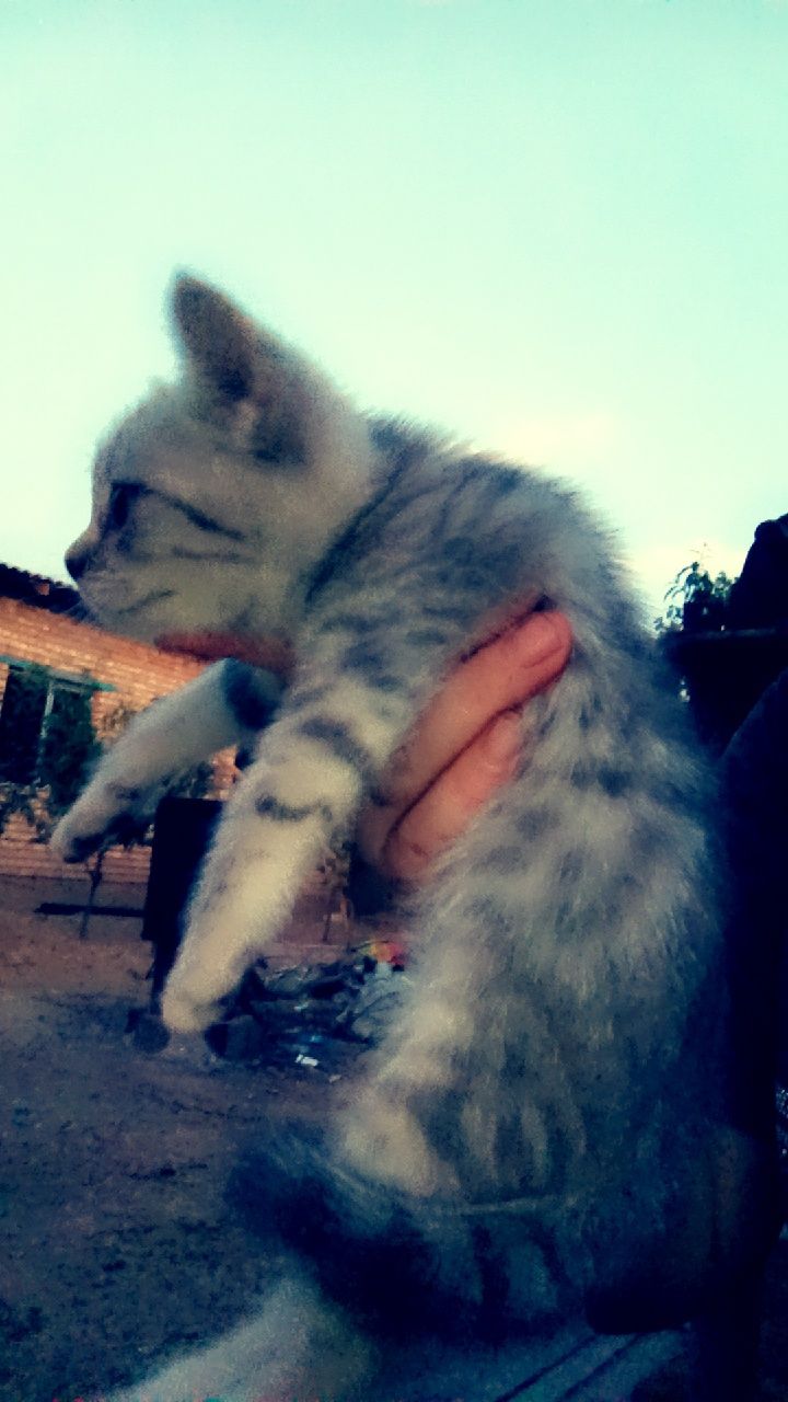 Срочно продаются котята страйт