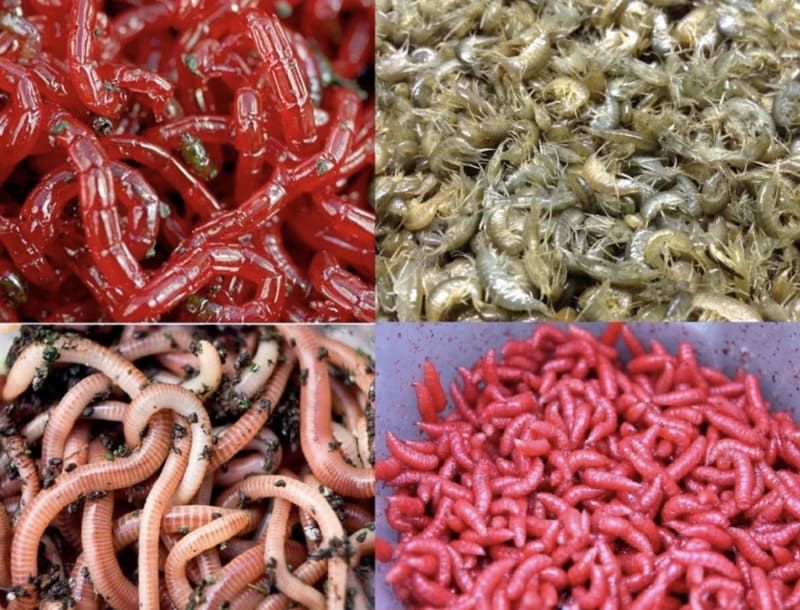 Мотыль Бармаш Опарыш Черви Живец Круглосуточно