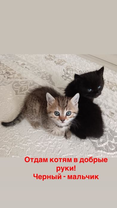 Отдам котят в ДОБРЫЕ руки