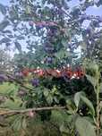 prune pt piata și țuică
