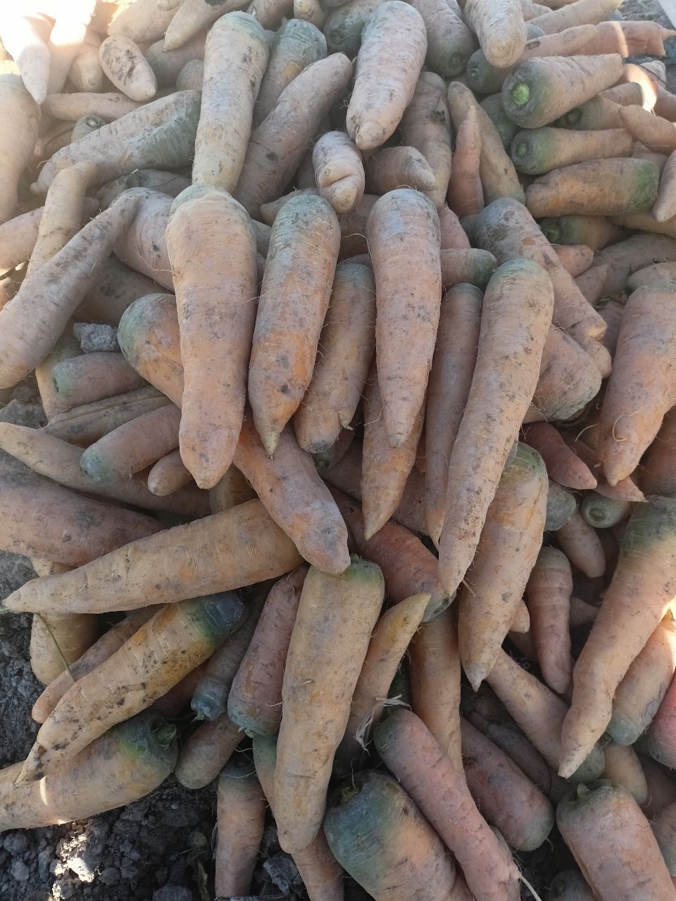 Sabzi sotiladi 1 kg 2000 soʻm dan, 1 Gektor  bor