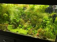 Растения за аквариум и за езеро+ риби