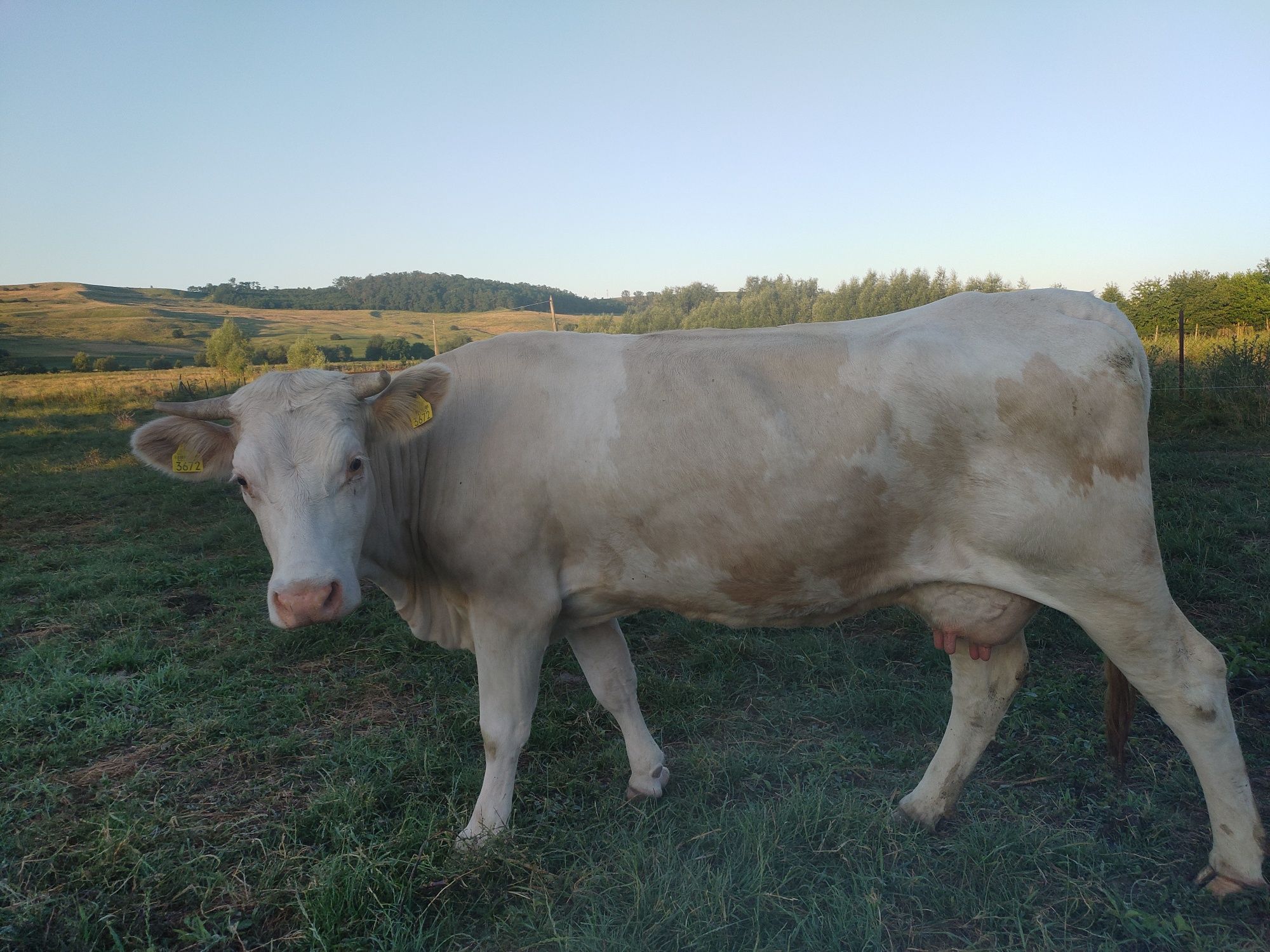 Vând vaca gestanta