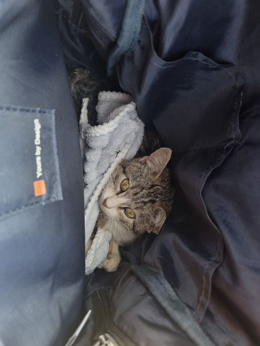 Котенок,мальчик.крыселов