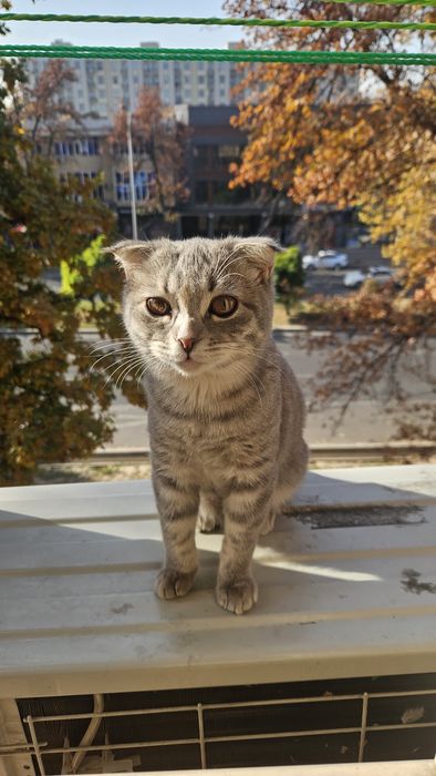 Skottish fold. Mushuk qiz bola 6 oylik. Sogʻlom 100%