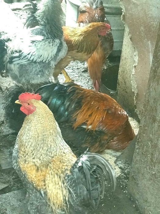 Млади домашни петли