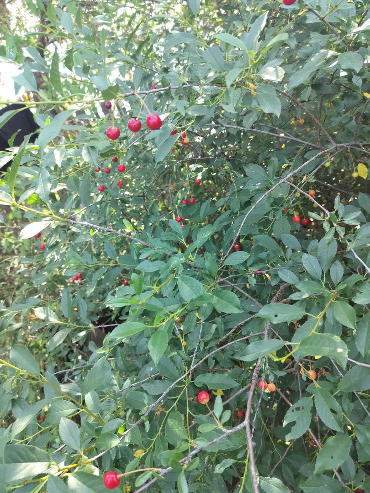 Продам дом на одного хозяина..