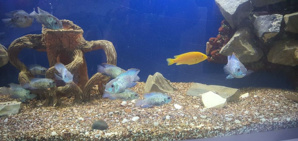 Продаются рыбки аквариумные