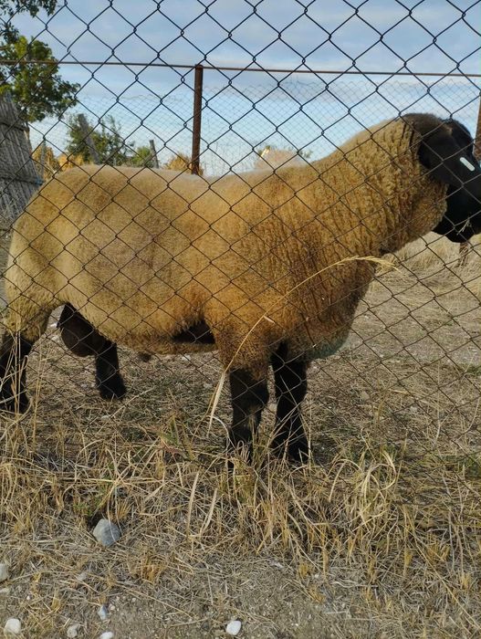 Berbec suffolk de vânzare