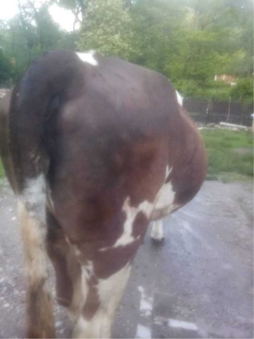 Vînd Vacă  Balțată  Neagră