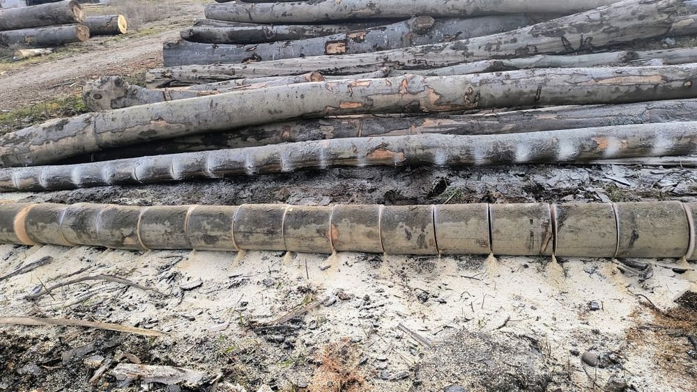 Tai și crap lemne de foc 100 lei m3