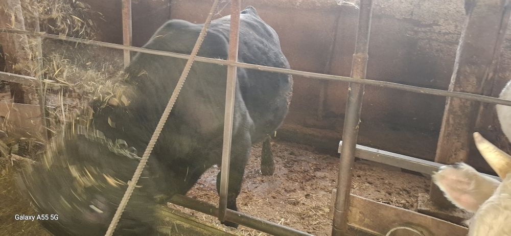 Продават се 15 бр мъжки и женски телета