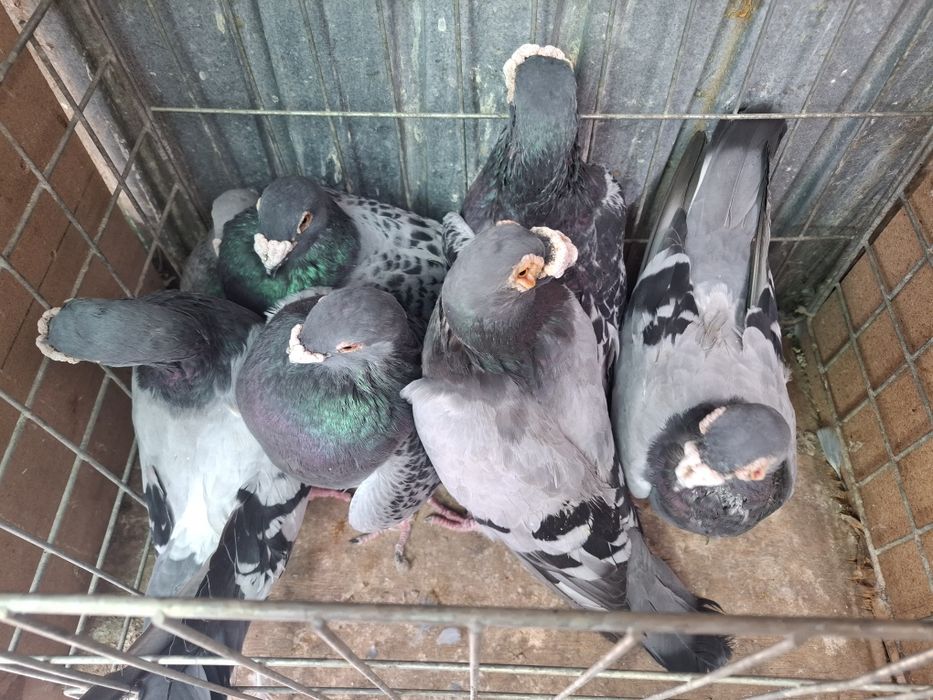 Vand porumbei voiejori de stil vechi