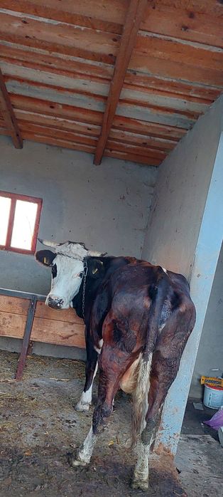 Vacă de vânzare 8000