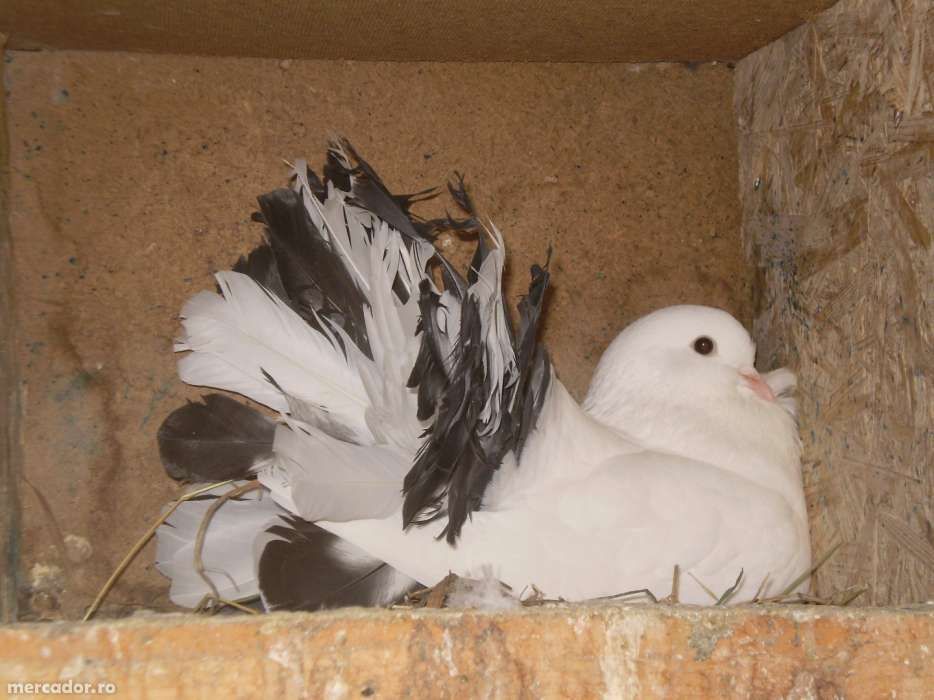 Porumbei Pavă / Încălţaţi frumoşi (