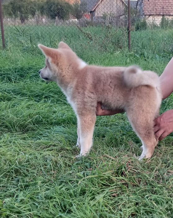 Catelusa akita inu japonez schimb