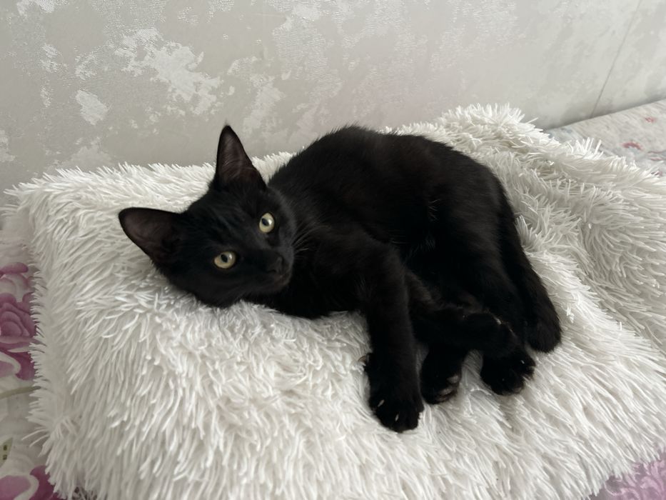 Отдаю кота в хорошие руки