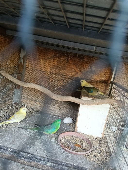 Vând papagali cântători  3 Femele la prețul de 150 lei bucata