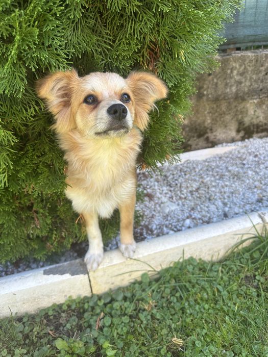 Donez catelusa de Pomeranian Spitz