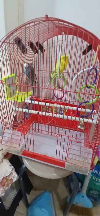 Vând 2 papagali peruși,cu tot cu cușcă,preț 150 lei.