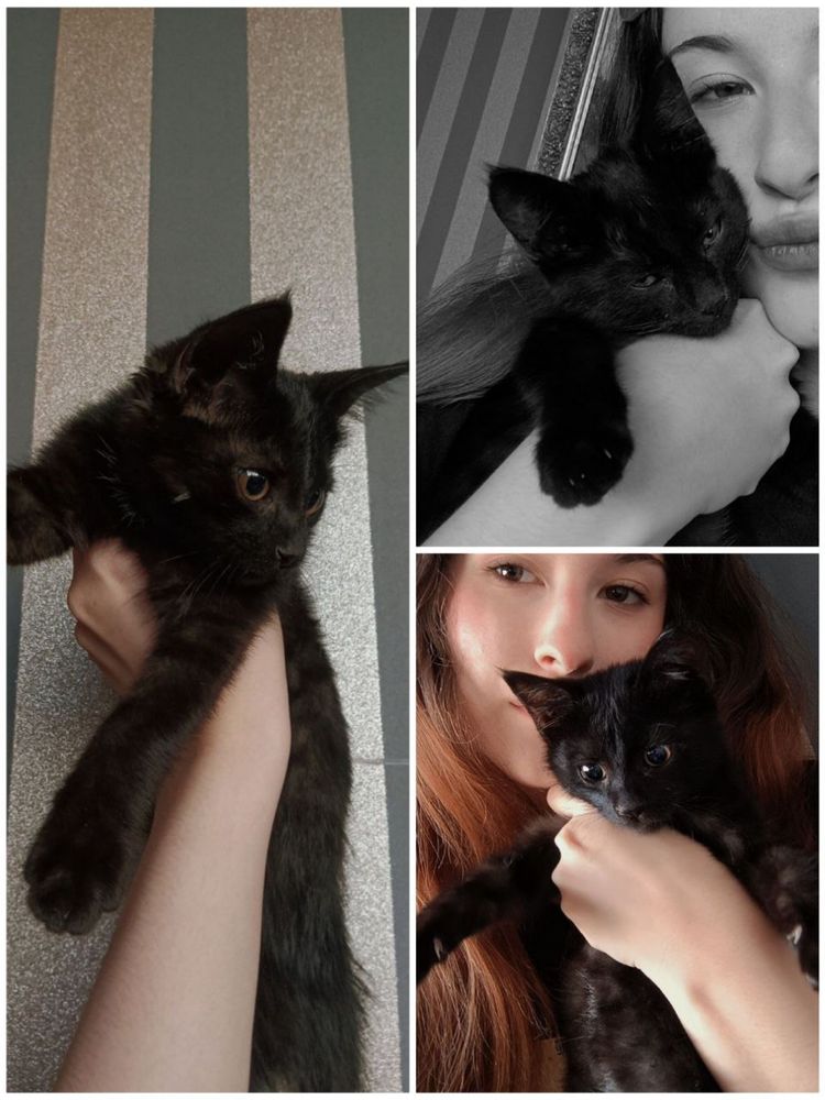 Котенок в добрые руки!
