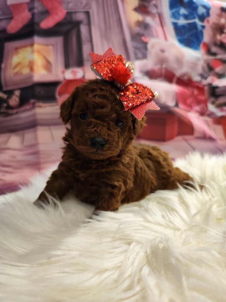 Той Пудел/ Tea cup poodle"ТОП " с Родословие