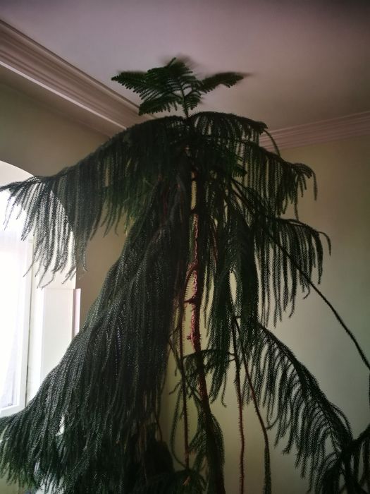 Естествен декоративен бор