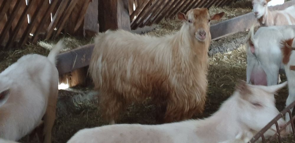 Țap de rasă alb de banat