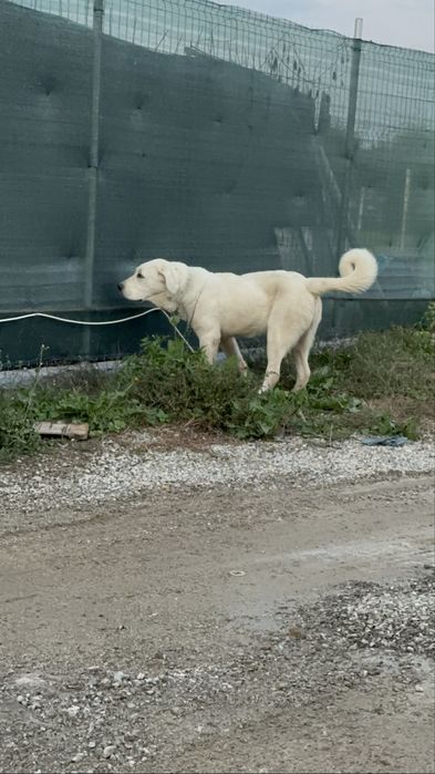 Mascul de asia centrala