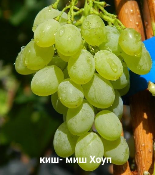 Сортовые Саженцы винограда Семей