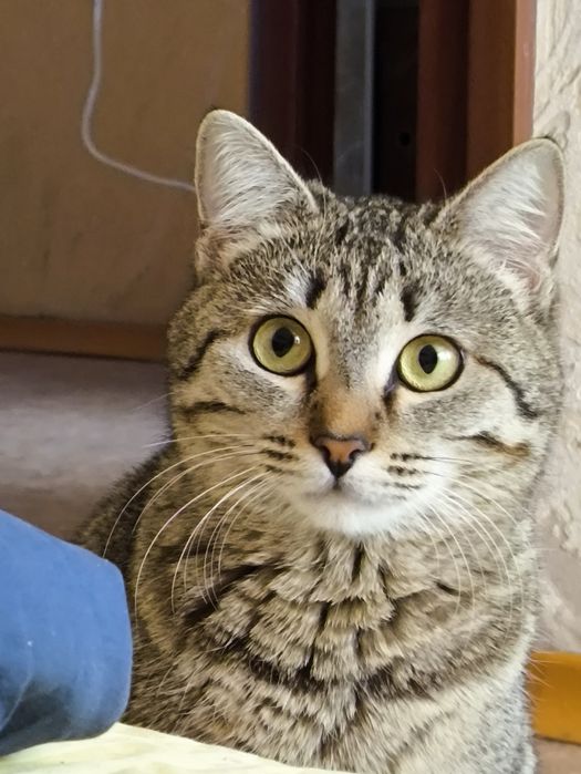 Пропала кошка, за Вознаграждение