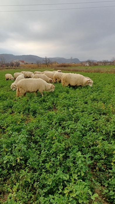 Disponibile oi de 4 - 6 miei