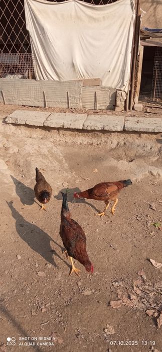 Жойдори хуроз сроча