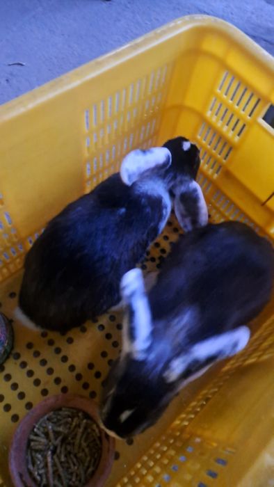 Quyon sotiladi uyda bolalar uchun boqilgan